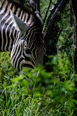 Zebra eating - 282628580