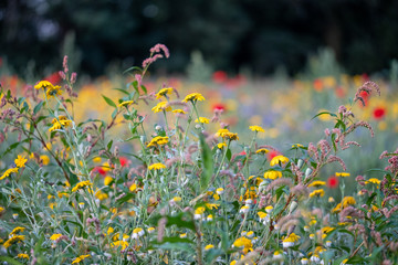 Colourful wild flowers including poppies, photographed during summer 2019 in Gunnersbury Park, West...
