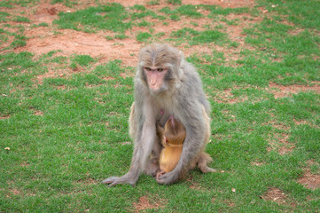 Macaque monkey on a green lawn feeds its young with breast milk