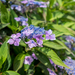 Blue Lacecap Hydrangea just beginning to flower