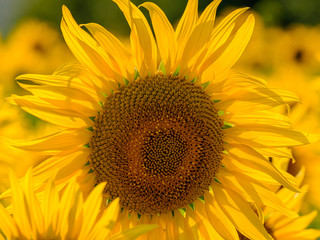 Blooming sunflowers in the backlight. A cheerful symbol of a warm sunny summer.