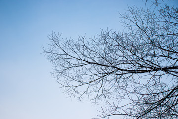 Frozen snow on bare branches of tree with evening sky.