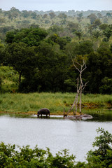 Hippo at a lake  - 282628790