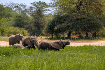Elephant herd eating - 282628900