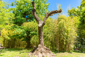 Italy, Naples, botanical garden, bamboo bush