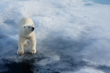 Polar bear on an ice floe. Arctic predator