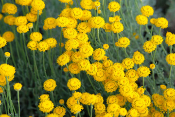 Obraz premium Helichrysum flowers and bee on green nature blurred background. Yellow flowers for herbal medicine. Medicinal herb.