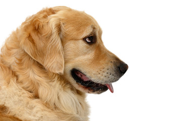 dog head of golden retriever in front of white