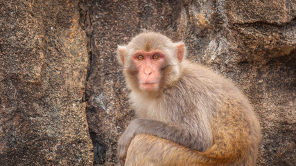 Portrait of an adult macaque against a background of a sheer rock.