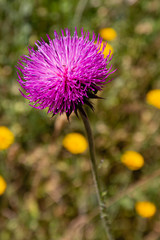 Purple Wild Flower