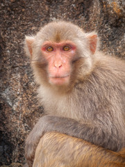 Portrait of an adult macaque against a background of a sheer rock.