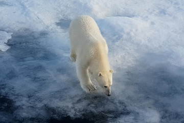 Polar bear on an ice floe. Arctic predator