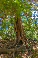 Italy, Naples, botanical garden, large tree with large roots, view and detail