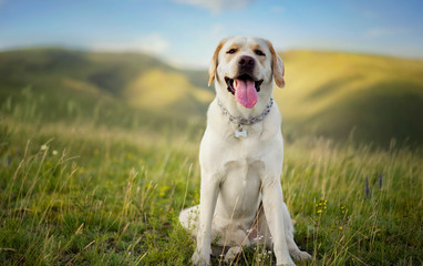 dog white Labrador sitting on the grass on the mountain stuck out his tongue