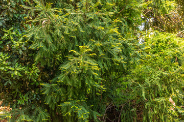 Italy, Naples, botanical garden, floral landscape with rare trees and plants.