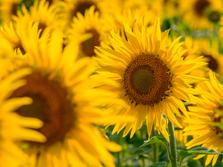 Obraz premium Blooming sunflowers in the backlight. A cheerful symbol of a warm sunny summer.
