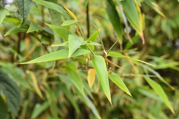 Feuilles de bambou 