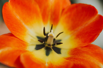 Orange tulip flower macro