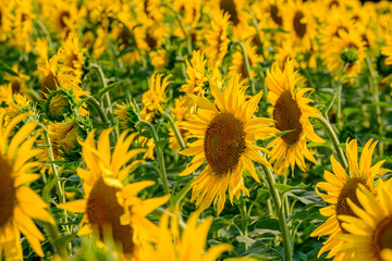 Blooming sunflowers in the backlight. A cheerful symbol of a warm sunny summer.