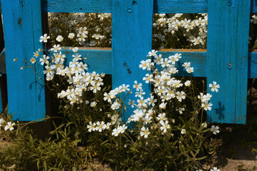 Obraz na płótnie Canvas white wildflowers in the grass at the blue wooden fence.