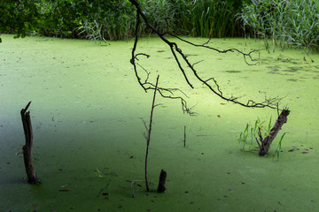 mill pond covered in duck weed