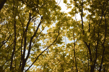 green leaves of trees against the sky.