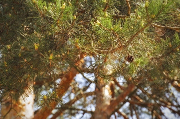 coniferous tree, spruce, Christmas tree with cones.