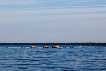 Summer landscape - lake, birds are sitting on the rocks