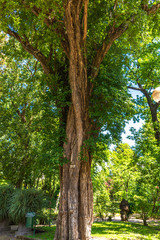 Italy, Naples, botanical garden, large tree with large roots, view and detail