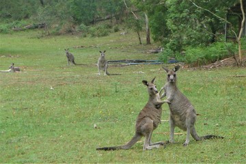 kangaroo in grass