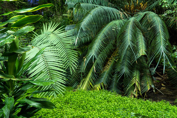 Tropics, jungle, green palm tree grows