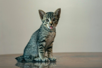 Cute little kitten sitting on a wooden floor