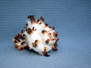  Beautiful white - brown sea shell