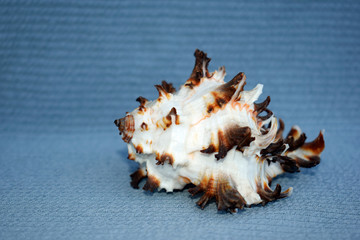 Beautiful white - brown sea shell