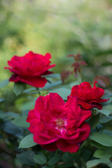 Bush of pink roses blooms in the garden