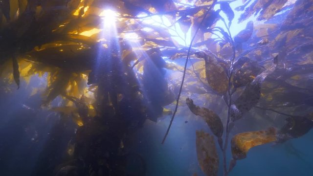 Wide Angle: The Sun Shines Through a Patch of Seaweed - Monterey, CA
