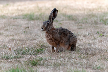 Fototapeta premium Hare on a dry yellow lawn