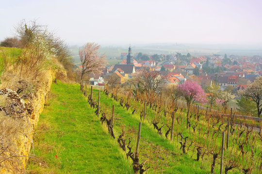 Kallstadt w&auml;hrend der Mandelbl&uuml;te im Fr&uuml;hling - landscape around Kallstadt during the almond blossom in spring