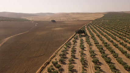 Obraz premium Ecological cultivation of olive trees in the province of Jaen, Spain