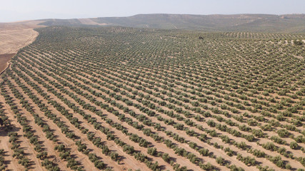 Ecological cultivation of olive trees in the province of Jaen, Spain