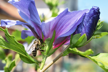  Bee on blue-violet hibiscus syriacus bloom © Martina