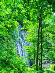 Obraz premium water fast in forest