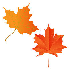 Yellow maple leaf set. Vector illustration. Isolated object on white background. Thanksgiving Day.