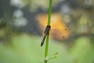 Dot Tailed Whiteface Dragonfly on Stem in Springtime