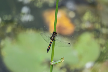 Dot Tailed Whiteface Dragonfly on Stem in Springtime