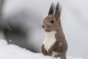 雪の中のエゾリス