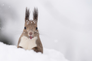 雪の中のエゾリス