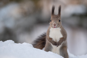 雪の中のエゾリス