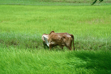 Reisfelder und Landwirtschaft in Südostasien