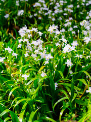 white flowers in garden